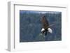 Bald Eagle Diving-Ken Archer-Framed Photographic Print