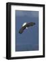 Bald Eagle Diving-Ken Archer-Framed Photographic Print