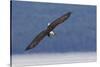 Bald Eagle diving-Ken Archer-Stretched Canvas