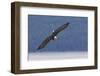 Bald Eagle diving-Ken Archer-Framed Photographic Print