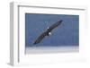 Bald Eagle diving-Ken Archer-Framed Photographic Print