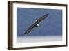 Bald Eagle diving-Ken Archer-Framed Photographic Print