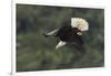 Bald Eagle diving-Ken Archer-Framed Photographic Print