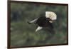 Bald Eagle diving-Ken Archer-Framed Photographic Print