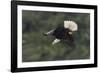 Bald Eagle diving-Ken Archer-Framed Photographic Print