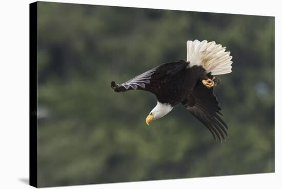 Bald Eagle diving-Ken Archer-Stretched Canvas