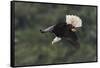 Bald Eagle diving-Ken Archer-Framed Stretched Canvas