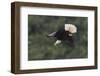 Bald Eagle diving-Ken Archer-Framed Photographic Print