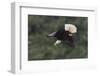 Bald Eagle diving-Ken Archer-Framed Photographic Print