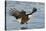 Bald Eagle Fishing-Hal Beral-Stretched Canvas