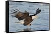 Bald Eagle Fishing-Hal Beral-Framed Stretched Canvas