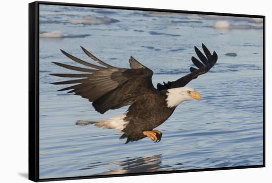 Bald Eagle Fishing-Hal Beral-Framed Stretched Canvas