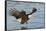 Bald Eagle Fishing-Hal Beral-Framed Stretched Canvas