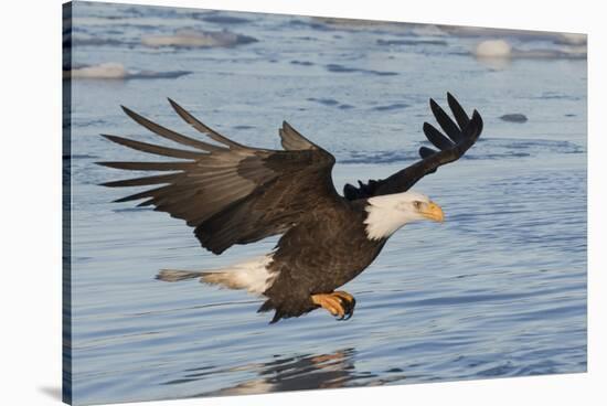 Bald Eagle Fishing-Hal Beral-Stretched Canvas