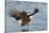 Bald Eagle Fishing-Hal Beral-Stretched Canvas