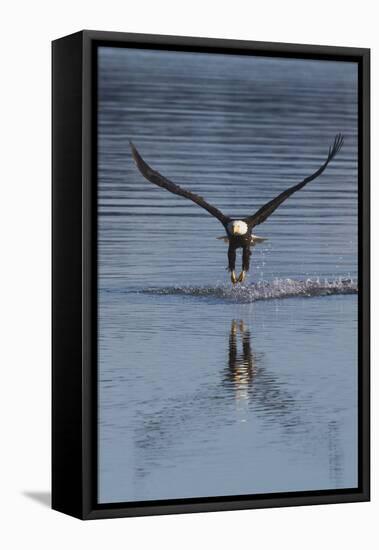 Bald Eagle Fishing-Ken Archer-Framed Stretched Canvas