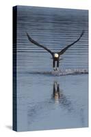 Bald Eagle Fishing-Ken Archer-Stretched Canvas
