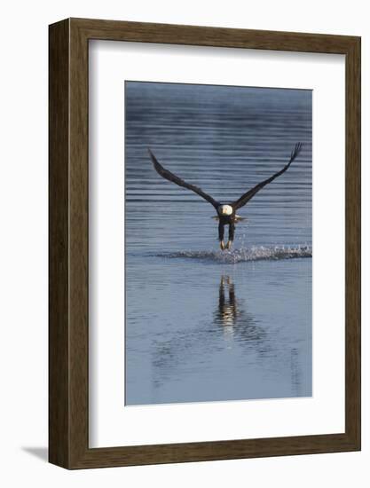 Bald Eagle Fishing-Ken Archer-Framed Photographic Print