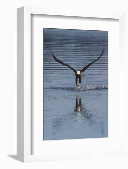 Bald Eagle Fishing-Ken Archer-Framed Photographic Print