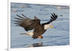 Bald Eagle Fishing-Hal Beral-Framed Photographic Print