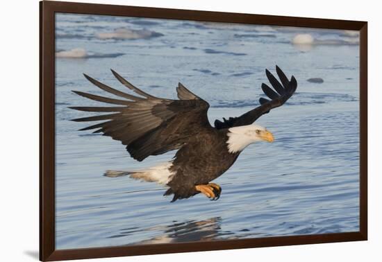 Bald Eagle Fishing-Hal Beral-Framed Photographic Print