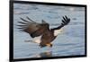 Bald Eagle Fishing-Hal Beral-Framed Photographic Print