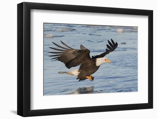 Bald Eagle Fishing-Hal Beral-Framed Photographic Print