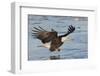 Bald Eagle Fishing-Hal Beral-Framed Photographic Print