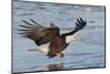 Bald Eagle Fishing-Hal Beral-Mounted Photographic Print