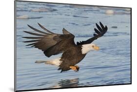 Bald Eagle Fishing-Hal Beral-Mounted Photographic Print