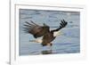 Bald Eagle Fishing-Hal Beral-Framed Photographic Print