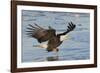 Bald Eagle Fishing-Hal Beral-Framed Photographic Print
