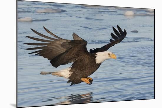 Bald Eagle Fishing-Hal Beral-Mounted Photographic Print