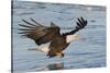 Bald Eagle Fishing-Hal Beral-Stretched Canvas