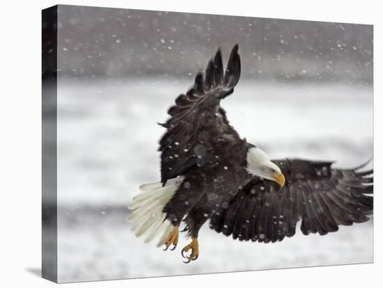 Bald Eagle Flies in Snowstorm, Chilkat Bald Eagle Preserve, Alaska, USA-Cathy & Gordon Illg-Stretched Canvas