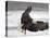 Bald Eagle Flies in Snowstorm, Chilkat Bald Eagle Preserve, Alaska, USA-Cathy & Gordon Illg-Stretched Canvas