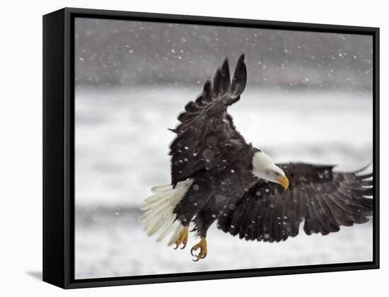 Bald Eagle Flies in Snowstorm, Chilkat Bald Eagle Preserve, Alaska, USA-Cathy & Gordon Illg-Framed Stretched Canvas