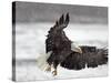 Bald Eagle Flies in Snowstorm, Chilkat Bald Eagle Preserve, Alaska, USA-Cathy & Gordon Illg-Stretched Canvas