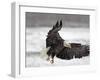 Bald Eagle Flies in Snowstorm, Chilkat Bald Eagle Preserve, Alaska, USA-Cathy & Gordon Illg-Framed Premium Photographic Print