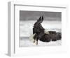 Bald Eagle Flies in Snowstorm, Chilkat Bald Eagle Preserve, Alaska, USA-Cathy & Gordon Illg-Framed Photographic Print