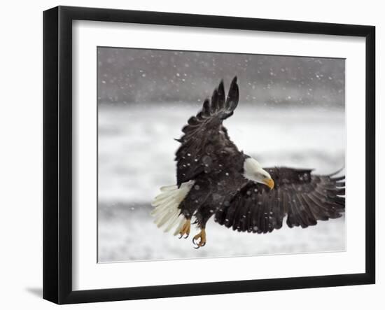 Bald Eagle Flies in Snowstorm, Chilkat Bald Eagle Preserve, Alaska, USA-Cathy & Gordon Illg-Framed Photographic Print