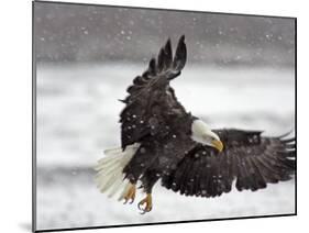Bald Eagle Flies in Snowstorm, Chilkat Bald Eagle Preserve, Alaska, USA-Cathy & Gordon Illg-Mounted Photographic Print