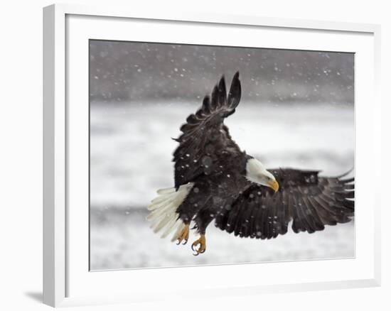 Bald Eagle Flies in Snowstorm, Chilkat Bald Eagle Preserve, Alaska, USA-Cathy & Gordon Illg-Framed Photographic Print