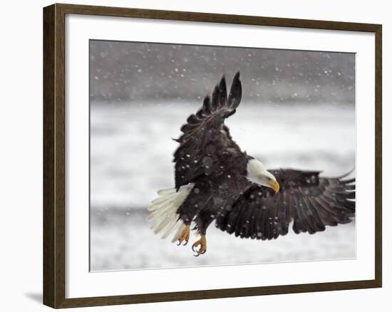 Bald Eagle Flies in Snowstorm, Chilkat Bald Eagle Preserve, Alaska, USA-Cathy & Gordon Illg-Framed Photographic Print