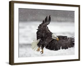 Bald Eagle Flies in Snowstorm, Chilkat Bald Eagle Preserve, Alaska, USA-Cathy & Gordon Illg-Framed Photographic Print