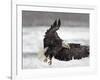 Bald Eagle Flies in Snowstorm, Chilkat Bald Eagle Preserve, Alaska, USA-Cathy & Gordon Illg-Framed Photographic Print