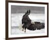 Bald Eagle Flies in Snowstorm, Chilkat Bald Eagle Preserve, Alaska, USA-Cathy & Gordon Illg-Framed Photographic Print