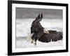 Bald Eagle Flies in Snowstorm, Chilkat Bald Eagle Preserve, Alaska, USA-Cathy & Gordon Illg-Framed Photographic Print