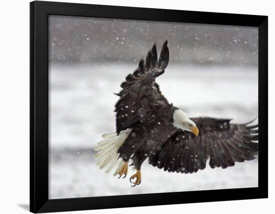 Bald Eagle Flies in Snowstorm, Chilkat Bald Eagle Preserve, Alaska, USA-Cathy & Gordon Illg-Framed Photographic Print