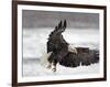 Bald Eagle Flies in Snowstorm, Chilkat Bald Eagle Preserve, Alaska, USA-Cathy & Gordon Illg-Framed Photographic Print